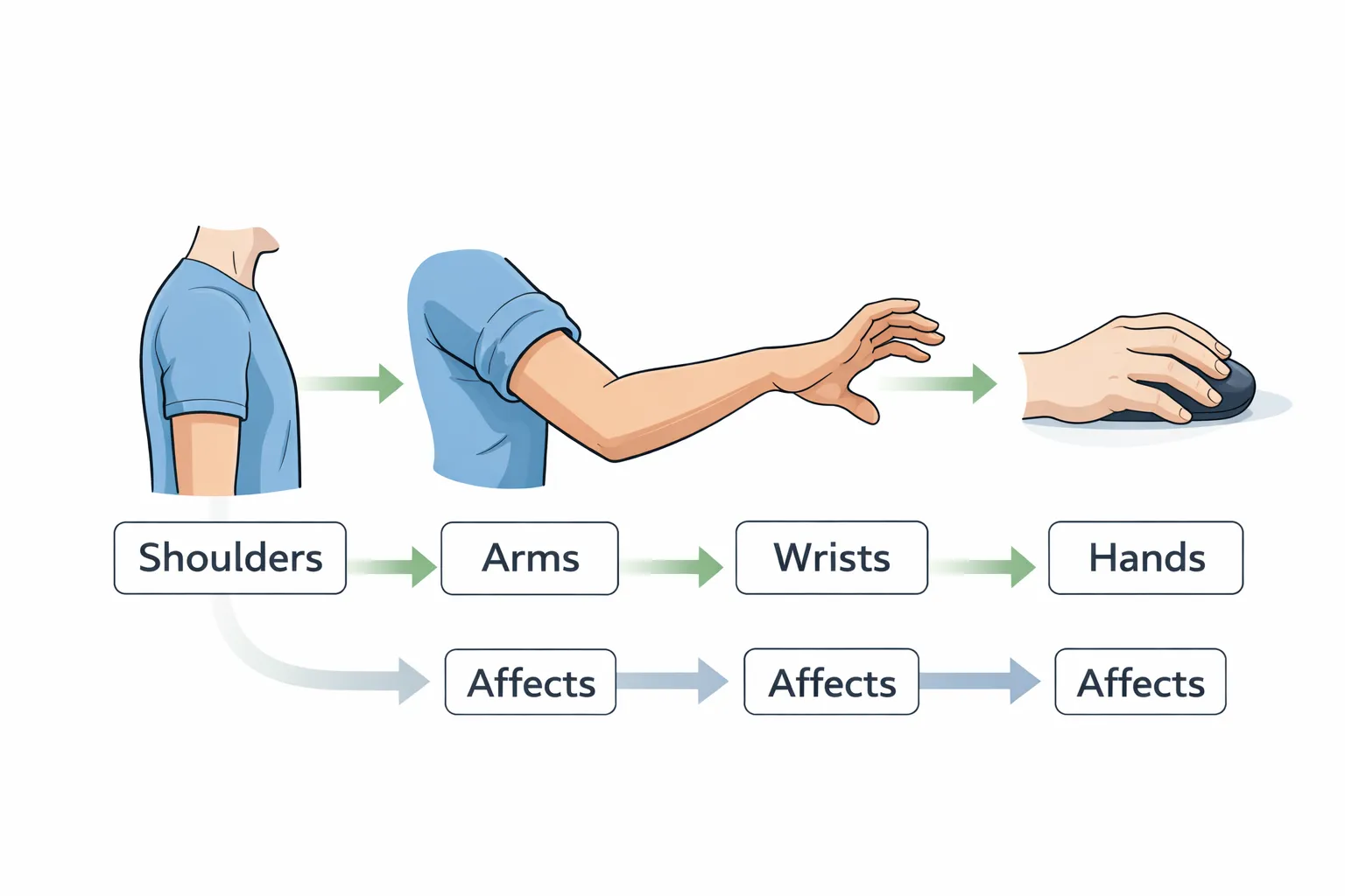 Diagram showing shoulders, arms, wrists, and hands connected as a single upper-body system.